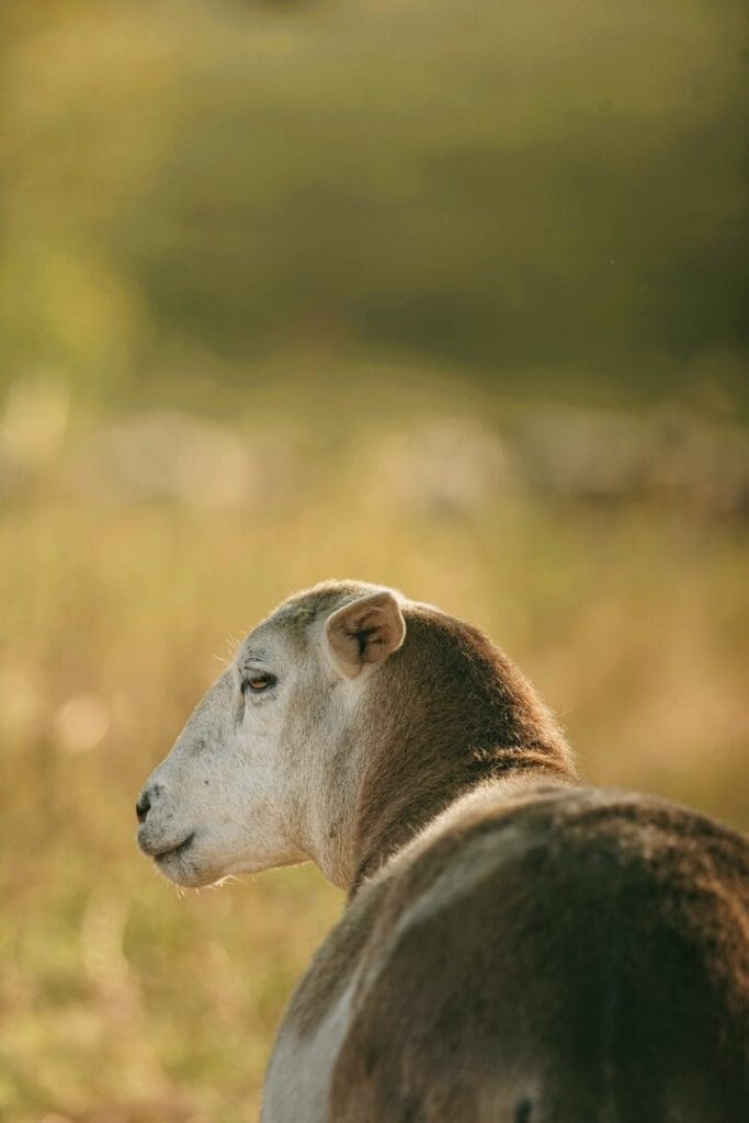 Stewards-of-the-Land