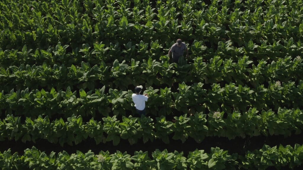 Cracking The Code_PubStill_Young Phil Tobacco Field_Final